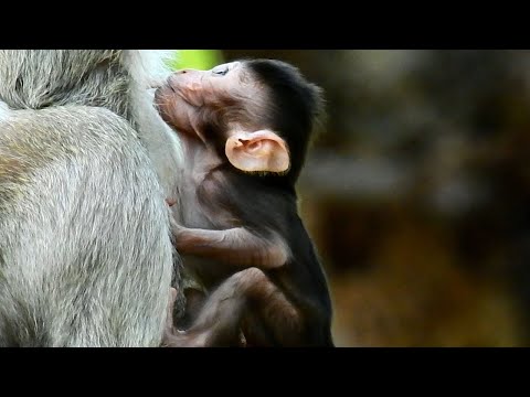 Baby stormy drink many milk from mom Spring very sweet milk