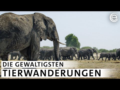 Epische Wanderungen: Der Planet in Bewegung [Komplette Doku] | Erlebnis Erde