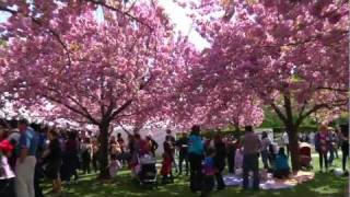 Automatic @ Sakura Matsuri Festival (Brooklyn Cherry Blossom)