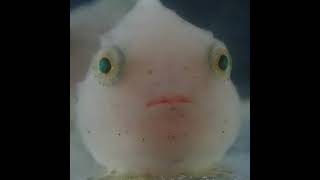 卵を転がす