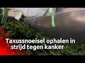 Het snoeiafval van de taxus wordt gebruikt als grondstof voor chemotherapieën.