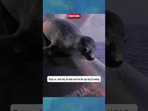 Phi lý và xàm xí P447 - Hải cẩu đi 