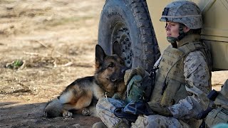 Before being euthanized, this soldier adopted a dog, see what this dog did will shock you