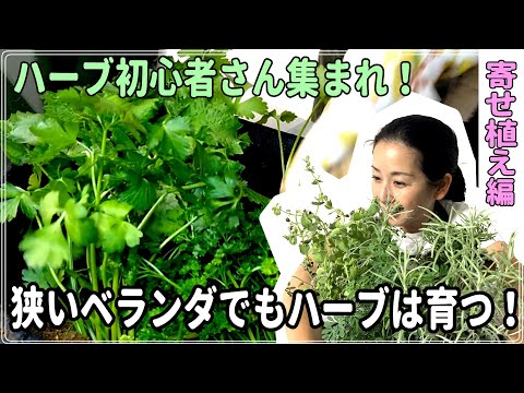 医療ビジネス薬科学科 狭いベランダでもハーブは育つ！寄せ植え編