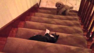 Cat won't let dog pass her on the stairs