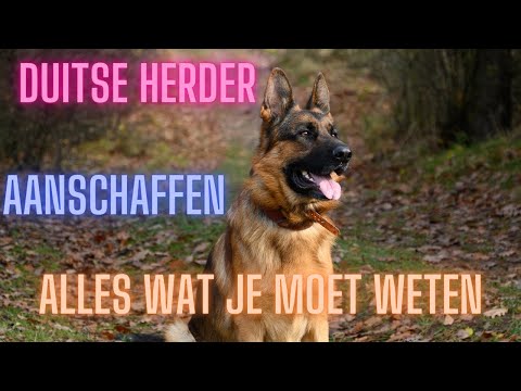 Duitse herder aanschaffen | waar moet je op letten