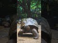 Tortoises Nature S Slow And Steady Wonders