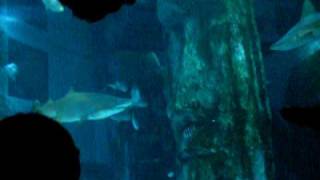 preview picture of video 'SEA LIFE AQUARIUM LONDON'