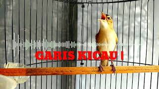 Download lagu SUARA PIKAT KERAK BASI ALIS HITAM❗REAKSI CEPAT BURUNG LANGSUNG NYAUT DAN TURUN mp3