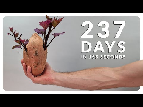 SWEET POTATO Time-lapse