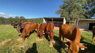 Small acreage cattle farming Australia.
