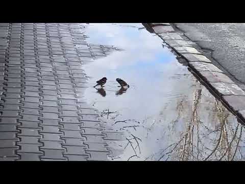 17 ianuarie 2023-orasul Videle, judetul Teleorman