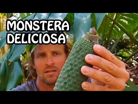 , title : 'Increíble Fruto de la Monstera Deliciosa'