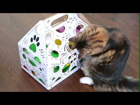 A fluffy pair hunts for treats with Cat Amazing EPIC!