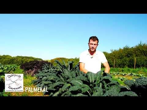 Daniel's Gartneri - Palmekål