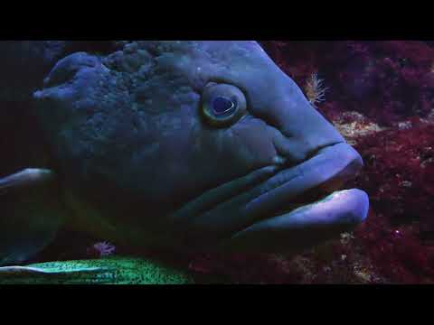 Anglers should know this : Pelagic fish and Demersal fish