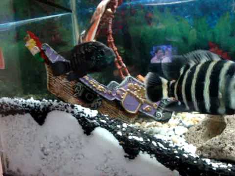 Aquario de ciclideos ( Daniel Conti )