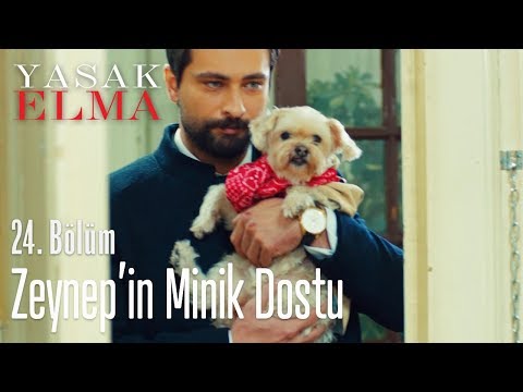 Alihan kendini affettirebilecek mi - Yasak Elma 24. Bölüm