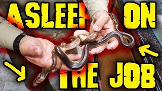 Asleep on the Job Snakes Wait 99 Days to Hatch by Prehistoric Pets TV