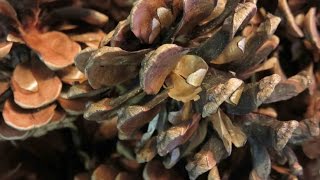 Tutorial How to Sterilize Pine Cones for Crafting