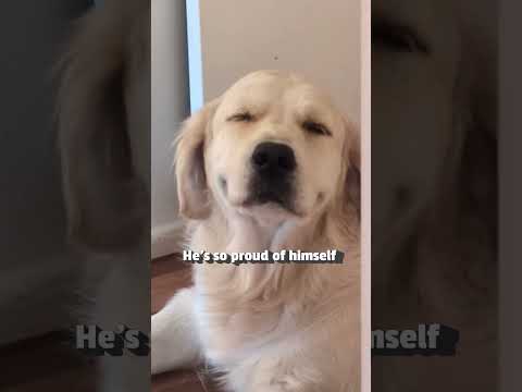 Un Golden retriever feint l'innocence après avoir mangé un tapis !
