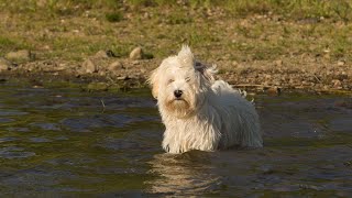 Havanese vs Portuguese Water Dog: Picking the Perfect Pet