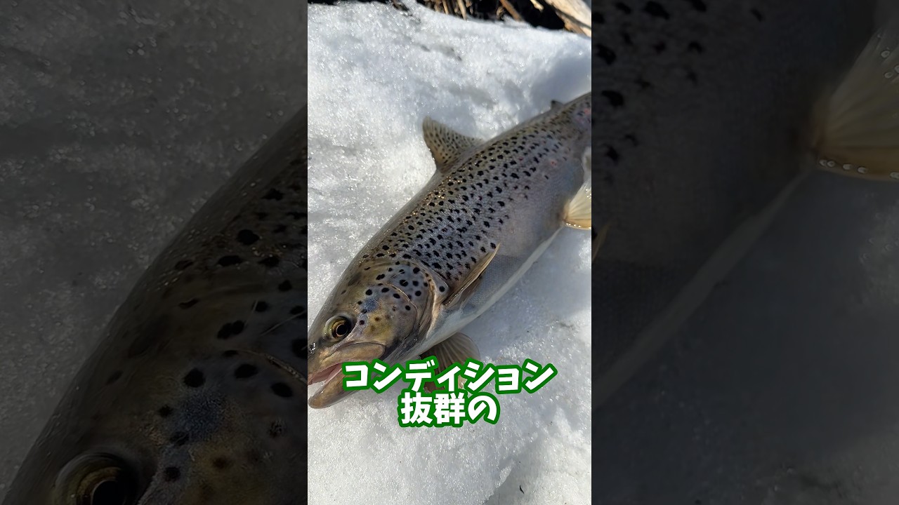 釣った巨大魚の脂乗りがやばい #shorts #釣り