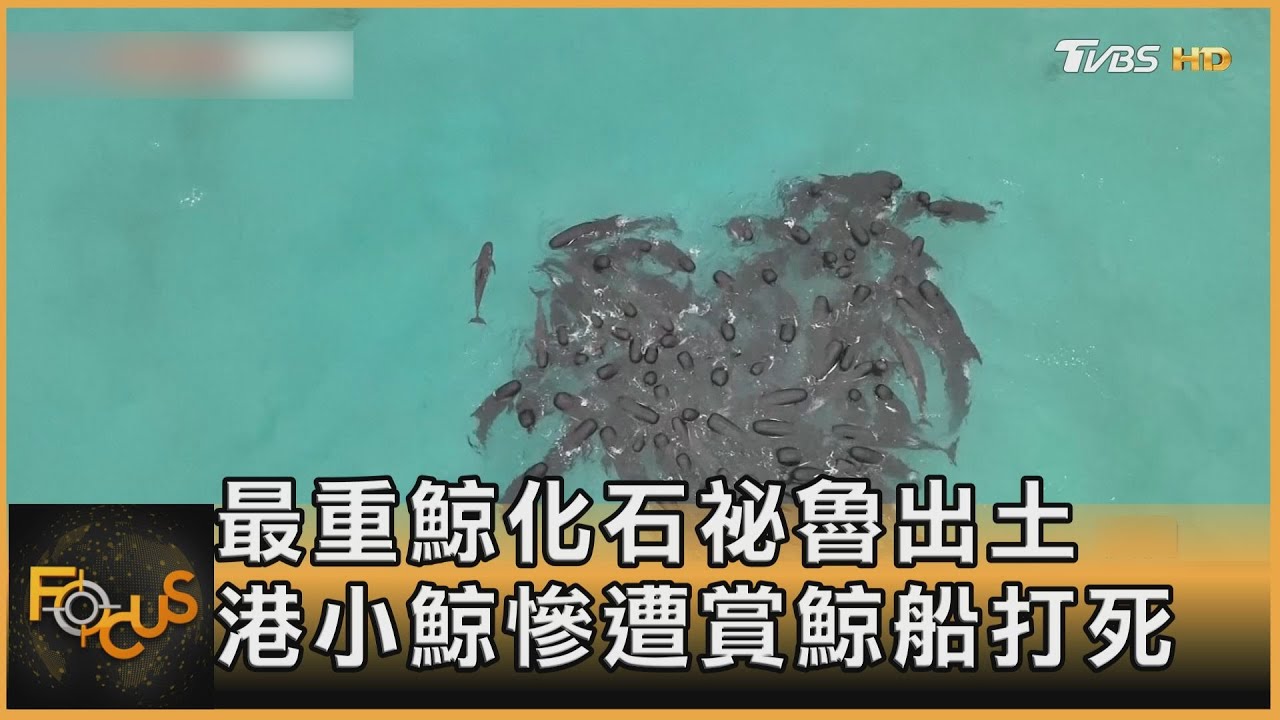 最重鯨化石祕魯出土 港小鯨慘遭賞鯨船打死