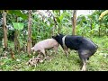 Father Pig Works You Must See Wildboar Breeding Viral