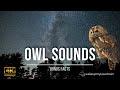 Tawny Owls Sounds At Night Hooting 10 Hours For Studying Laser Focus Sleep 4K Bonus Facts