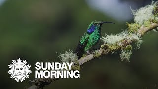 Hummingbirds: Fight AND flight