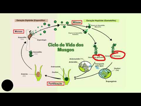 Ciclo de Vida dos Musgos