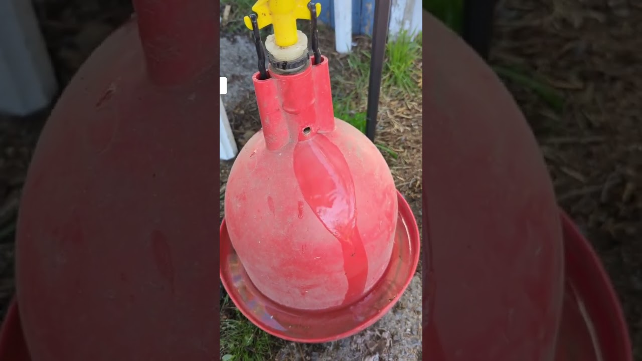 Bell chicken Waterer Setup FAST AND EASY