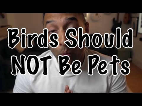 Birds Should NOT Be Pets || Are We Mikey & Mia’s Forever Home?