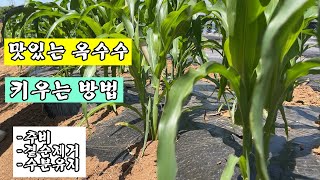 맛있는 옥수수 키우는 방법