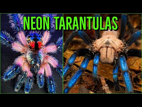 image-What is the most colorful tarantula in the world?