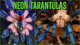 Download lagu Top 10 COLORFUL Tarantulas - Beautiful Jewel Spiders mp3