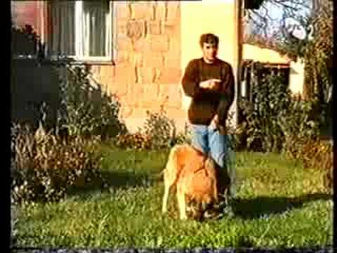 Sarplaninac Roki Restelicki