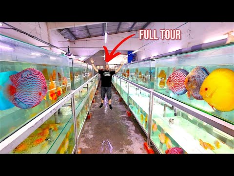 “Touring Malaysia’s #1 Discus Breeder – World Champion Quality!”