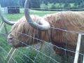 Scotland The Hamish AVI