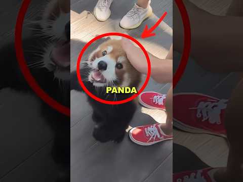 RED PANDA KICKED OUT! #sad #cute #animalshorts