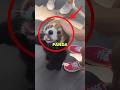 RED PANDA KICKED OUT! #sad #cute #animalshorts