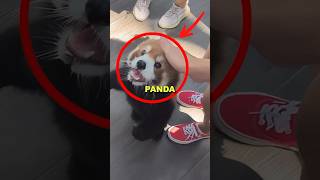 Download lagu RED PANDA KICKED OUT! #sad #cute #animalshorts mp3