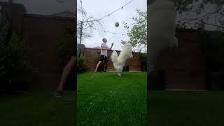 Download lagu Training for the next Air Bud movie mp3 Download lagu Training for the next Air Bud movie mp3