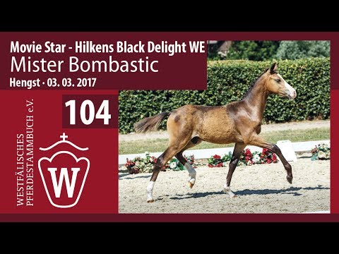 104 Mister Bombastic  Hengst v. Movie Star - Hilkens Black Delight WE