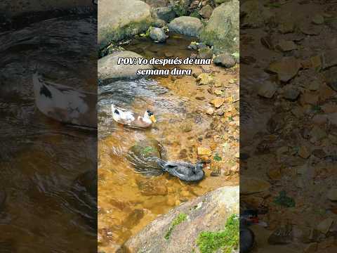 #colombia #nortedesantander #turismo #travel #mutiscua #santurban