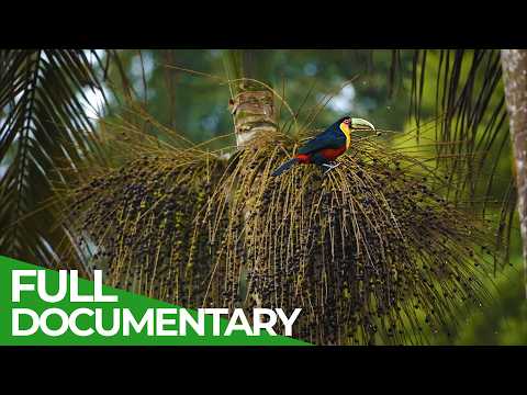 Brazil: The Pulse Of The Atlantic Forest