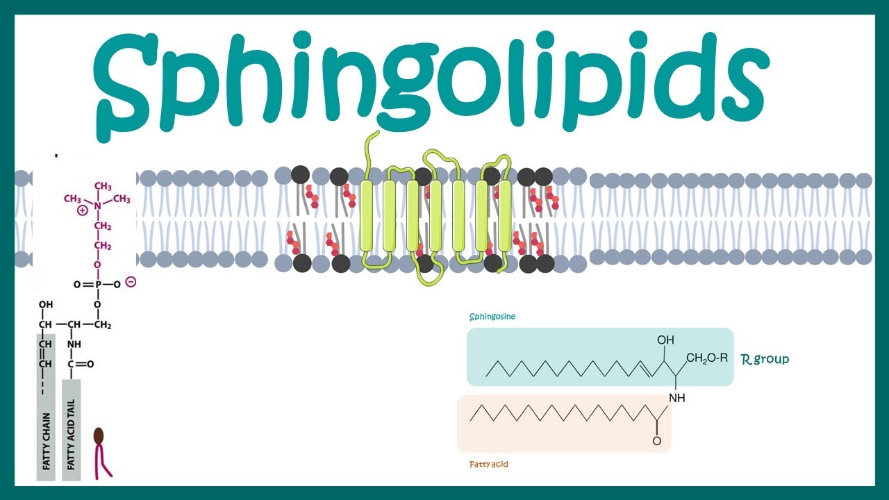 Sphingolipids || Chemical structure , biogenesis and function - YouTube
