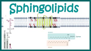 Sphingolipids || Chemical structure , biogenesis and function