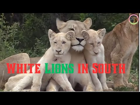 The Untold Story of White Lions in South Africa's Wilderness
